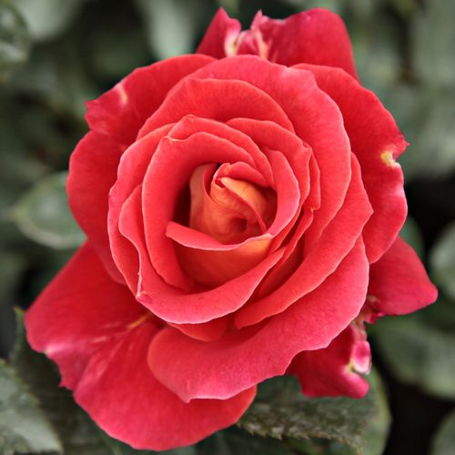 E-commerce, vendita, rose, in, vaso rose floribunde - rosso - Rosa Alcazar™ - rosa mediamente profumata - Jean-Marie Gaujard - ,-